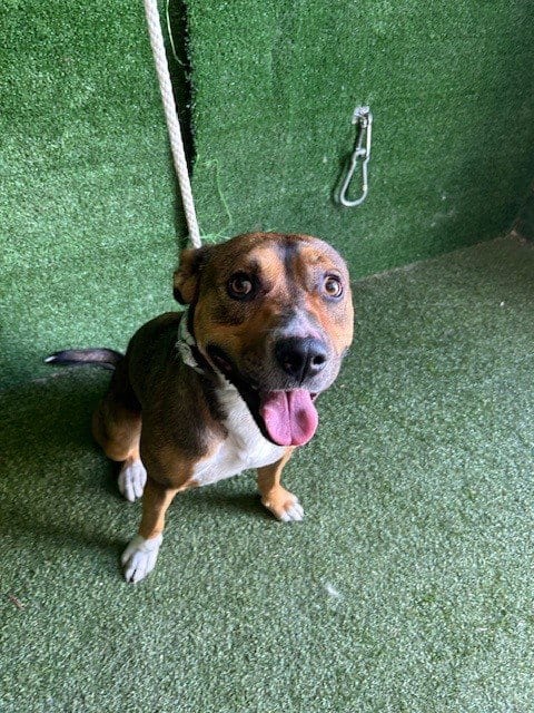 Photo of A5805462, adoptable Staffordshire Bull Terrier in Lancaster, California