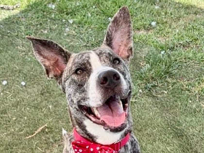 Photo of Ridge, adoptable dog in Georgetown, Texas