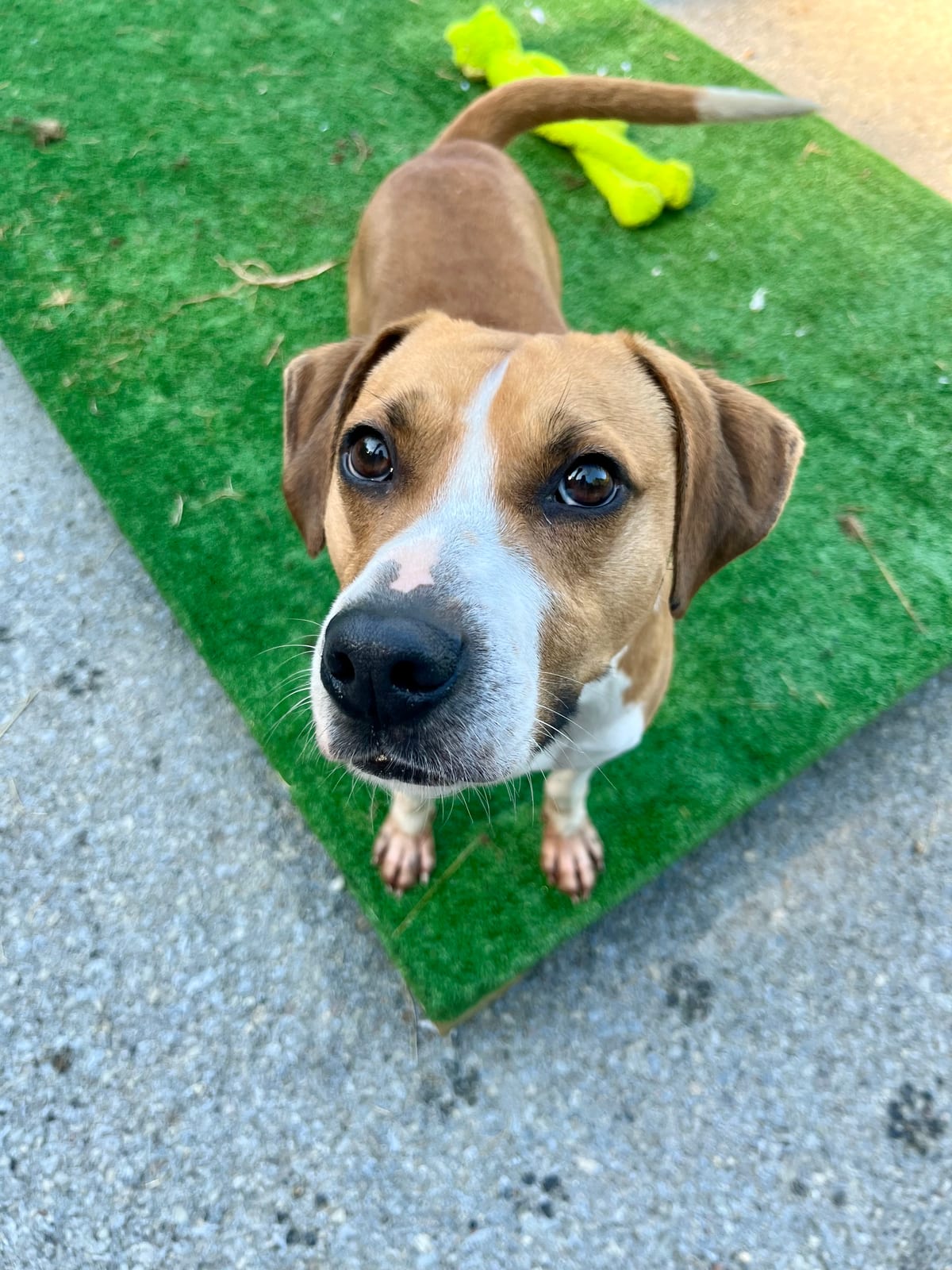 Photo of Moose, adoptable Beagle in Fayetteville, West Virginia