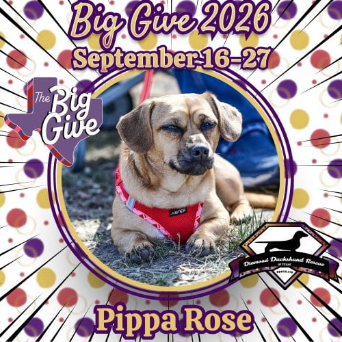 Photo of Pippa Rose, adoptable Dachshund in San Antonio, Texas