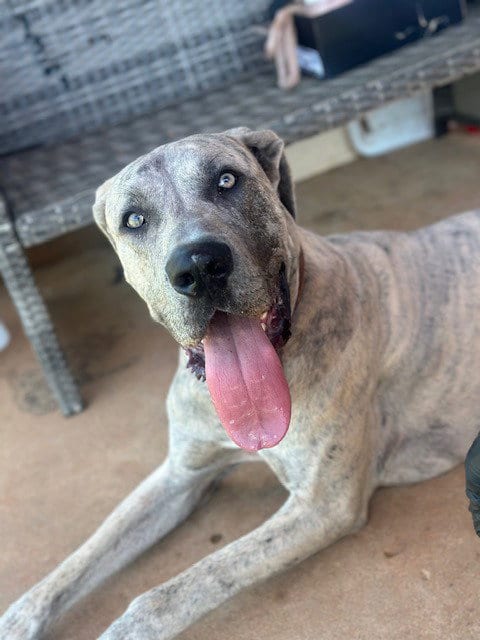Photo of Hershey, adoptable Great Dane in Bullard, Texas