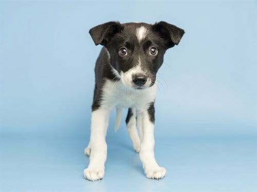 Photo of Joanna, adoptable Border Collie in Phoenix, Arizona