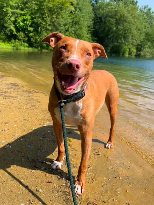 Photo of Kylo Lonestar, adoptable American Pit Bull Terrier in Rockaway, New Jersey