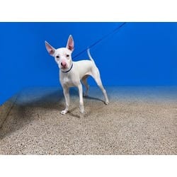 Photo of Knox, adoptable Terrier (Unknown Type, Medium) in Doral, Florida