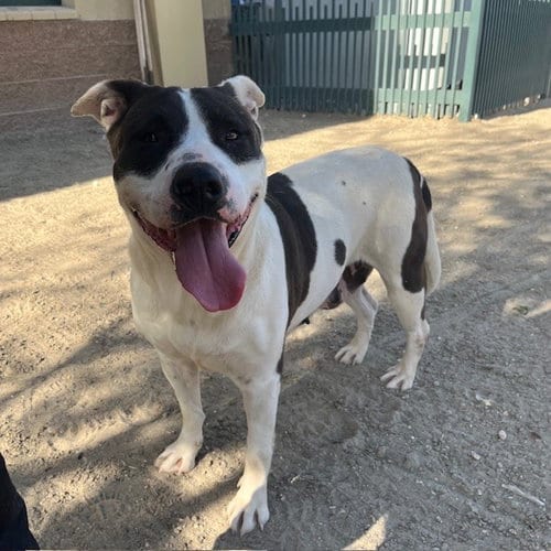 Photo of Luna, adoptable Pit Bull Terrier in Thousand Palms, California