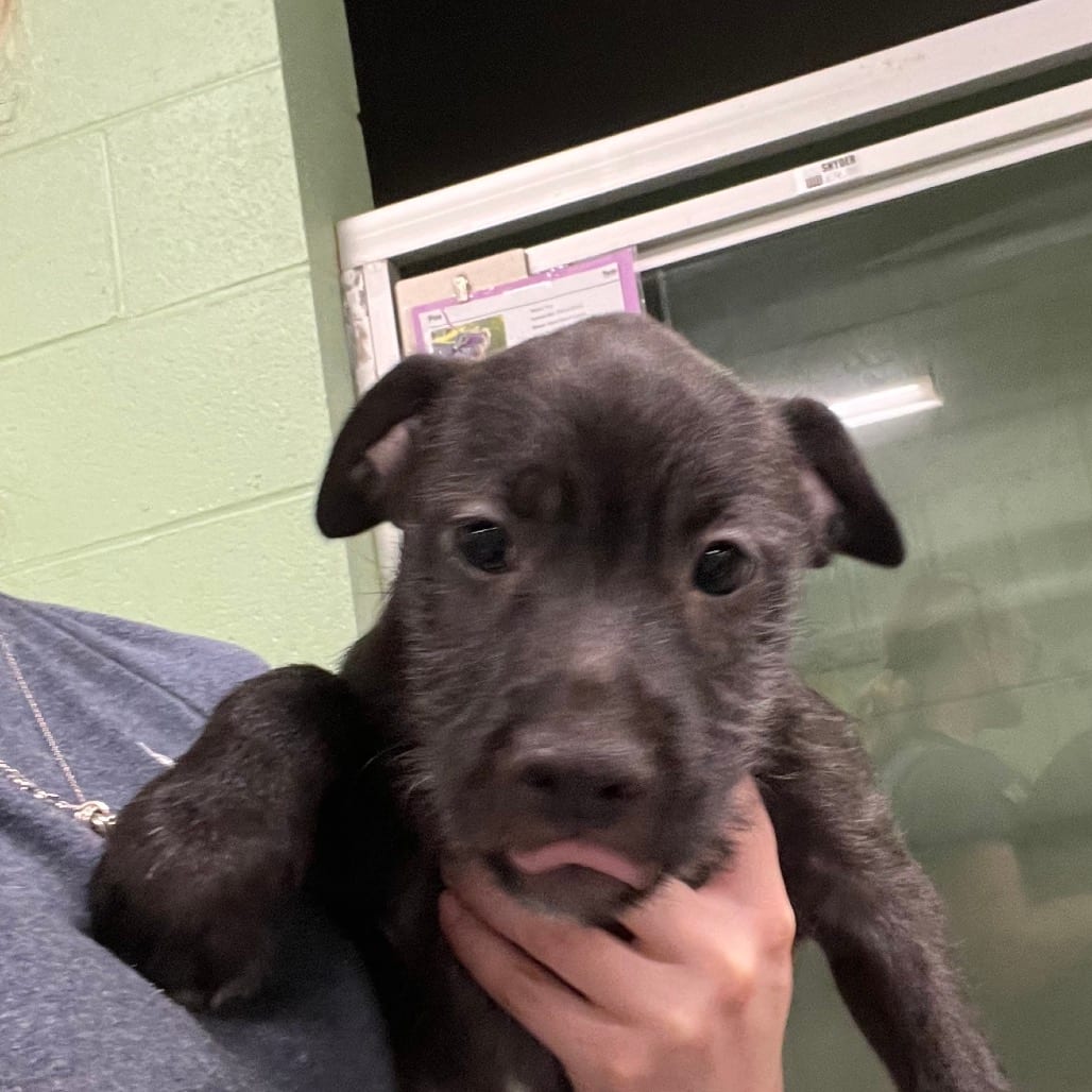 Photo of Crue, adoptable Mixed Breed (Medium) in DeKalb, Illinois