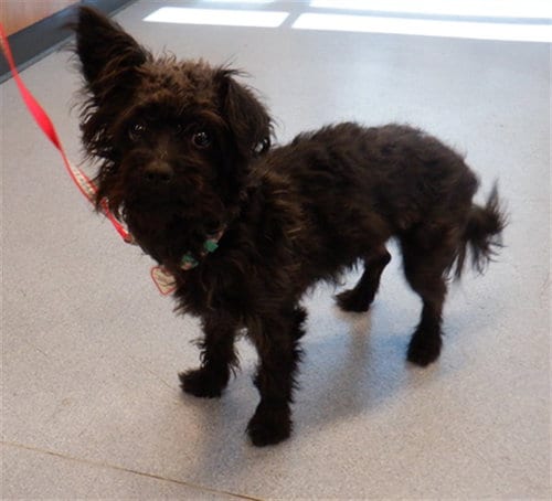 Photo of Bentley, adoptable Poodle (Miniature) in San Jose, California