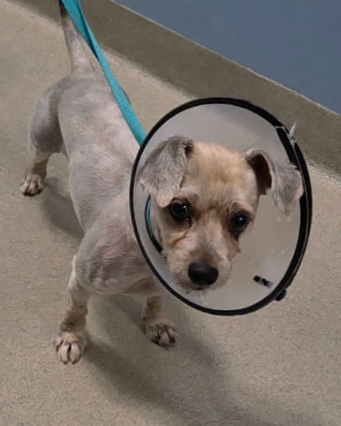 Photo of Maya, adoptable Yorkshire Terrier Yorkie in Fort Lauderdale, Florida