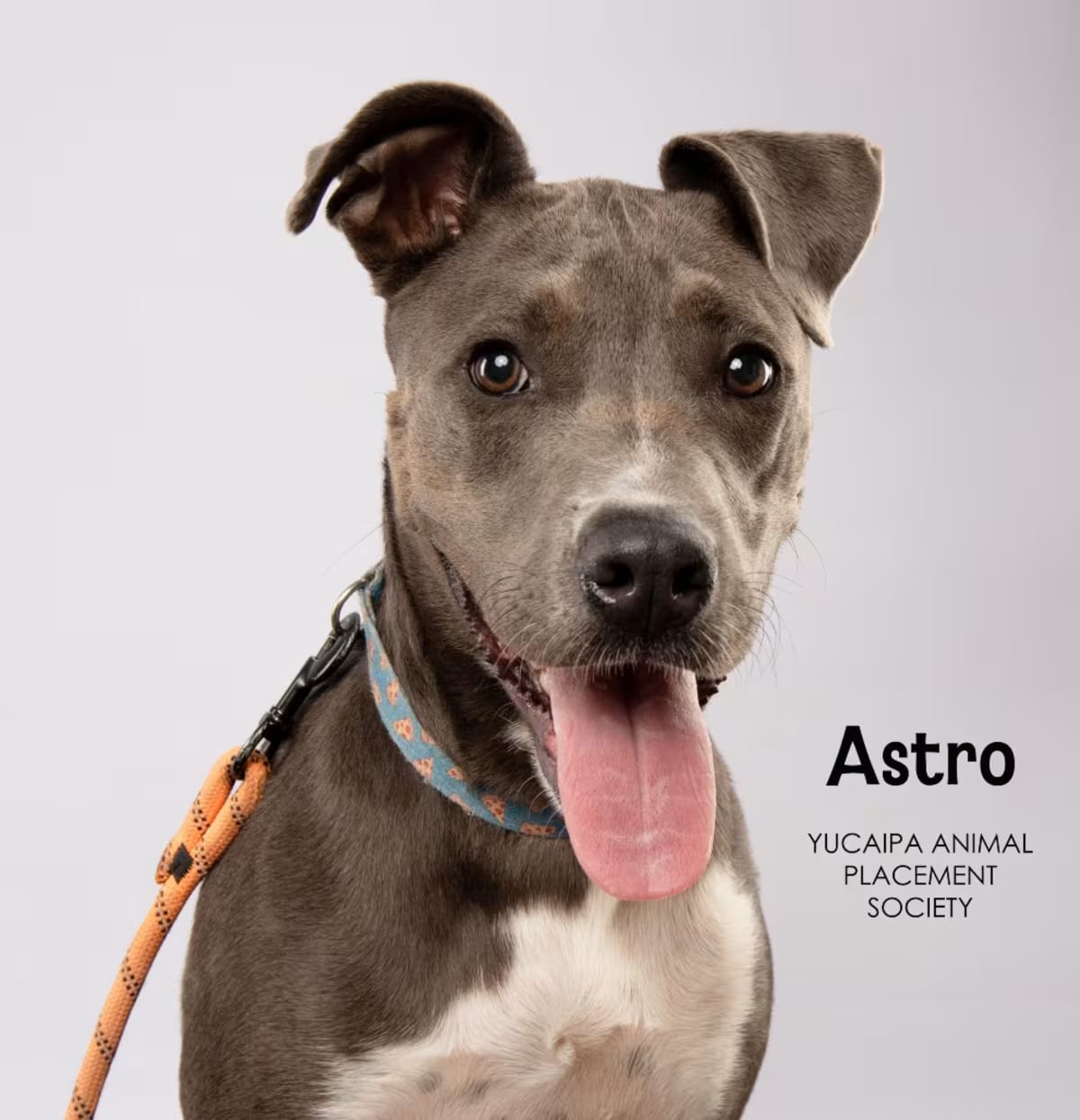 Photo of Astro, adoptable Great Dane/American Pit Bull Terrier in Yucaipa, California