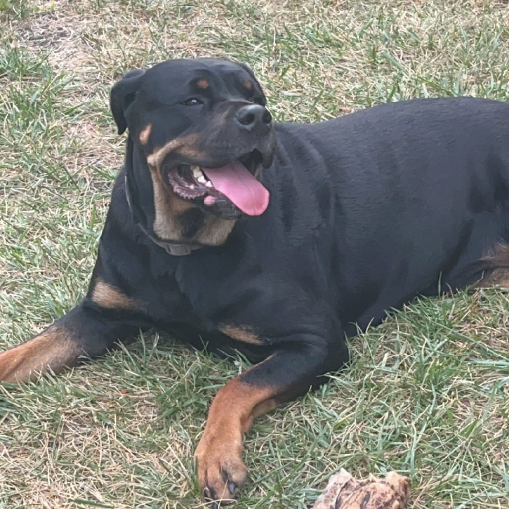 Photo of Nala - Home to Home, adoptable Rottweiler in South Elgin, Illinois