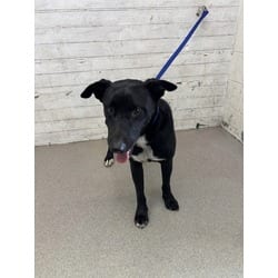 Photo of Bacon, adoptable Labrador Retriever in San Bernardino, California