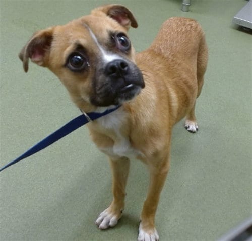 Photo of Bob, adoptable Boxer in San Bernardino, California