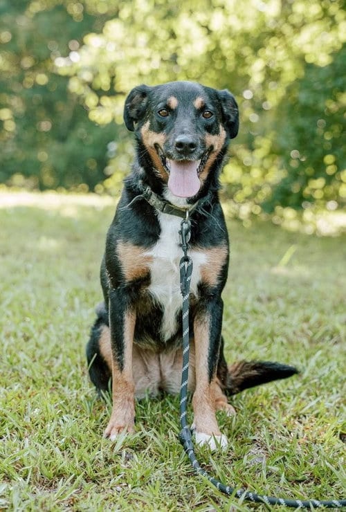 Photo of Bubbles, adoptable Greater Swiss Mountain Dog in Attalka, Alabama