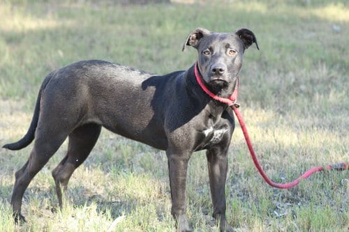 Photo of Tamara, adoptable Pit Bull Terrier in El Centro, California