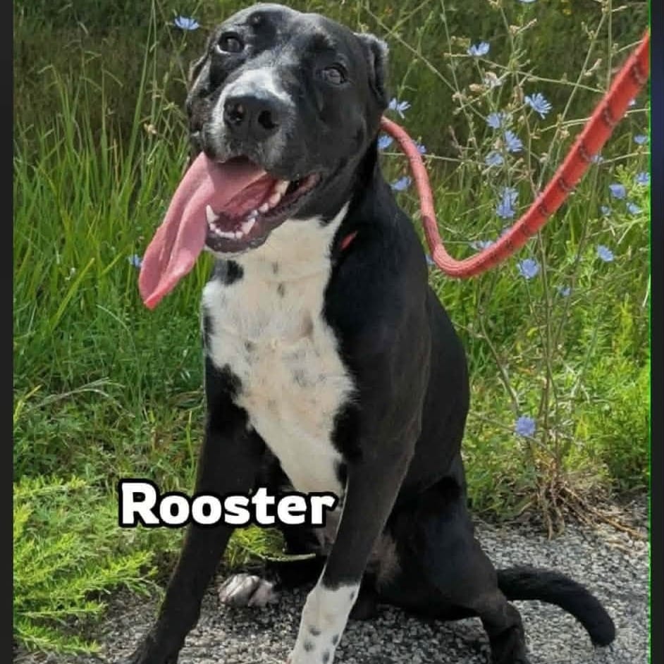 Photo of Rooster, adoptable Retriever, Labrador / Mix in Boonville, Missouri