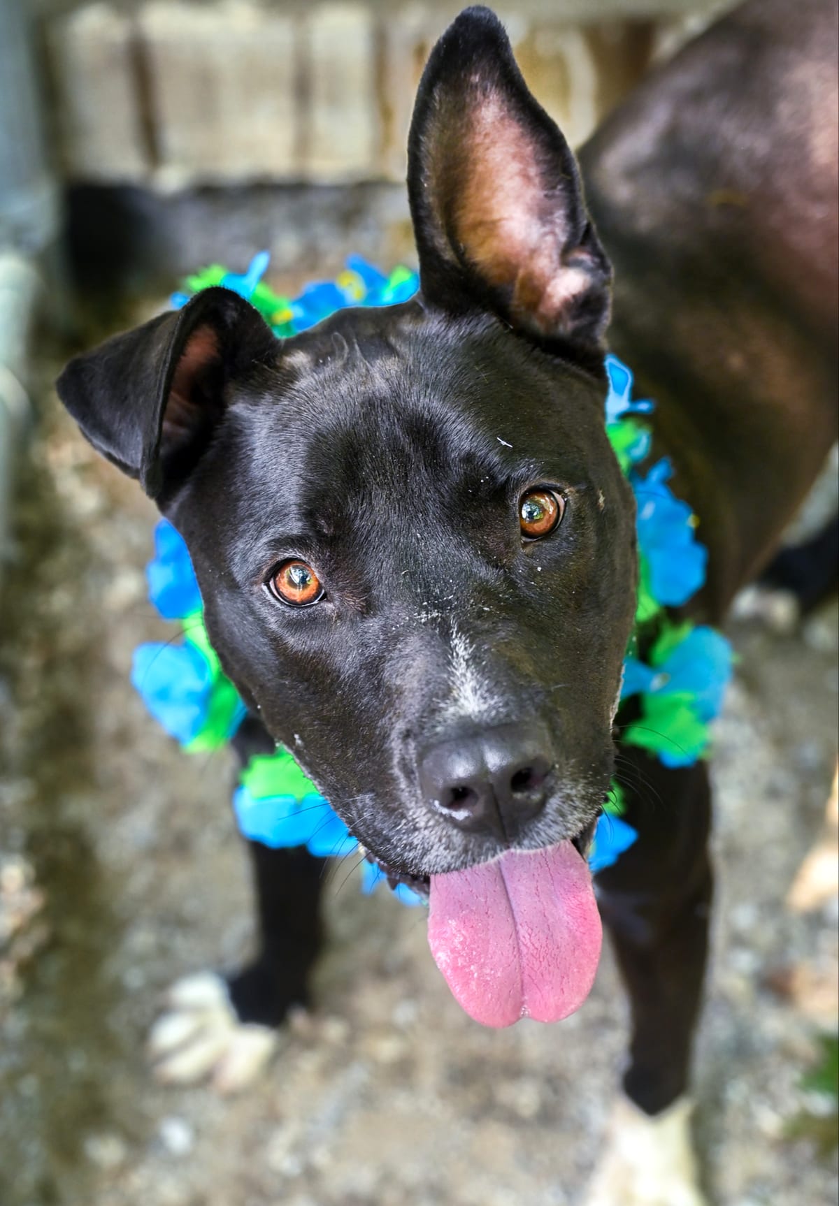 Photo of Godwin, adoptable Staffie/Lab Mix in Chattanooga, Tennessee