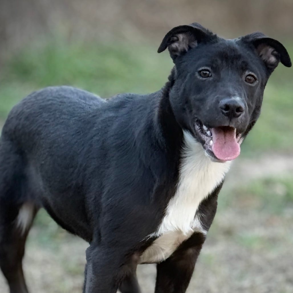 Photo of Lennox 25-11-126, adoptable Mixed Breed (Medium) in Bastrop, Texas
