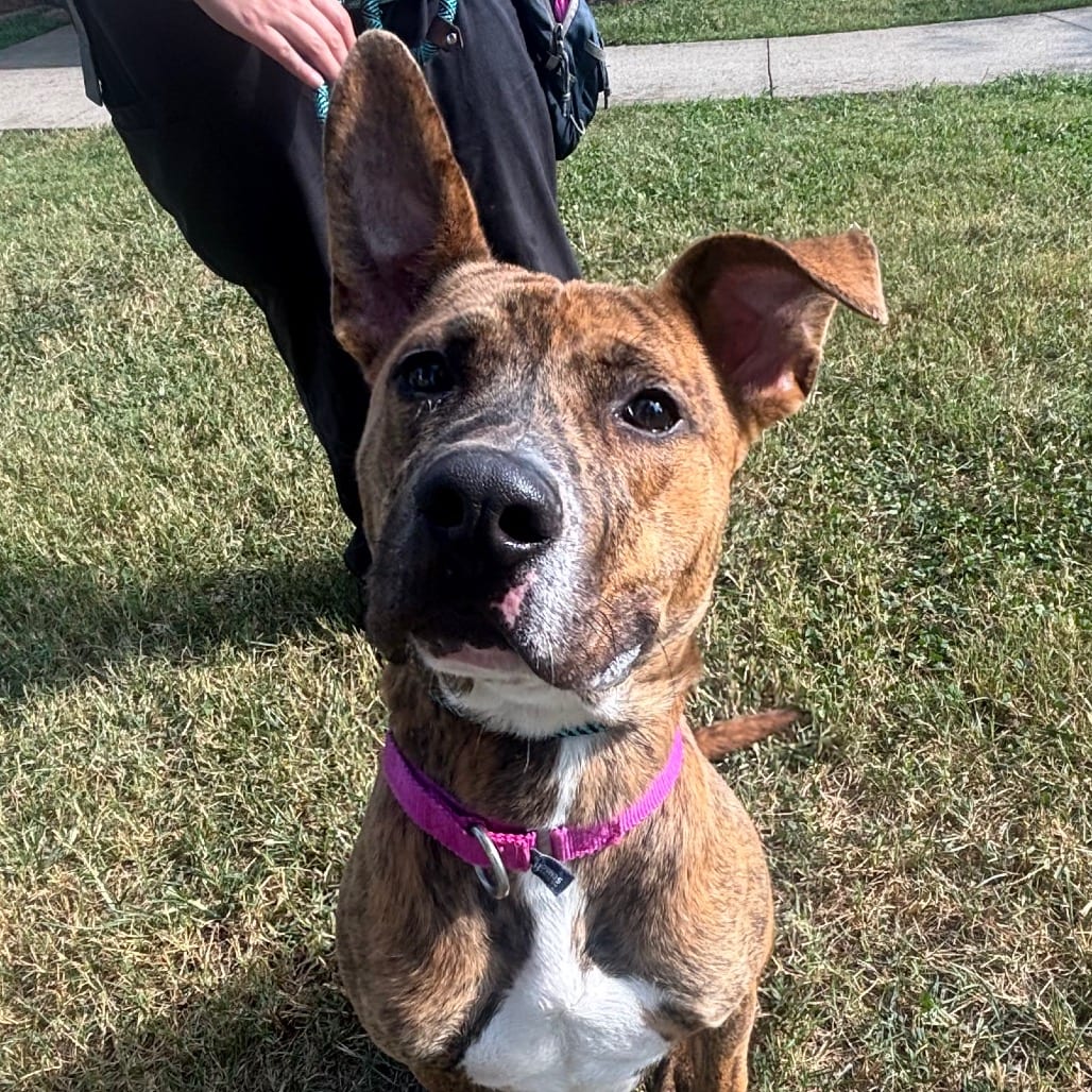 Photo of Beasley, adoptable Mixed Breed (Large) in Winston-Salem, North Carolina