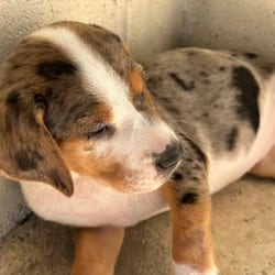 Photo of Crocket 3259, adoptable Catahoula Leopard Dog Mixed Breed (Medium) in Loxahatchee, Florida