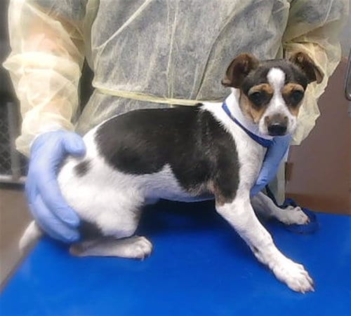 Photo of Blossom, adoptable Chihuahua in Mesa, Arizona
