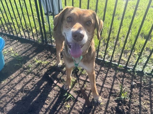 Photo of Cuddles, adoptable Beagle in Ocala, Florida
