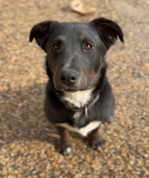 Photo of Jeanette, adoptable Australian Shepherd in Bemidji, Minnesota