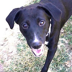 Photo of Cowgirl & Pretty Pretty, adoptable Labrador Retriever in Pegram, Tennessee