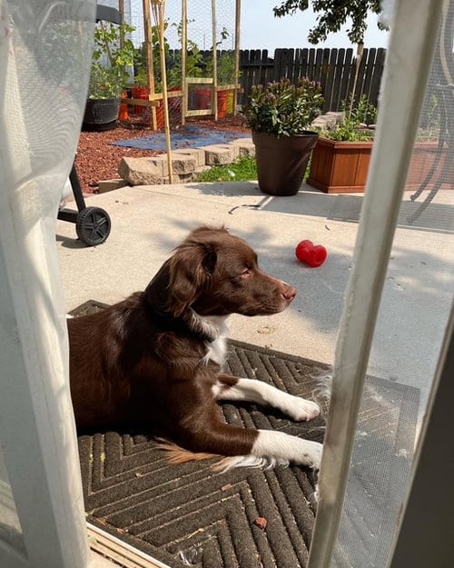 Photo of NV/Penny, adoptable Brittany in Curwensville, Pennsylvania