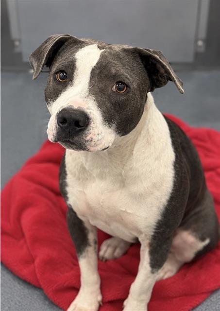 Photo of King, adoptable Mixed Breed