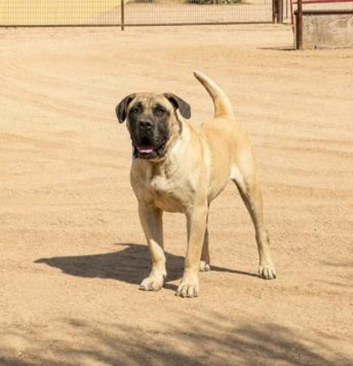 Photo of Tank, adoptable Mastiff in Gilbert, Arizona