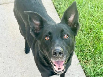 Photo of Nymeria, adoptable dog in Georgetown, Texas