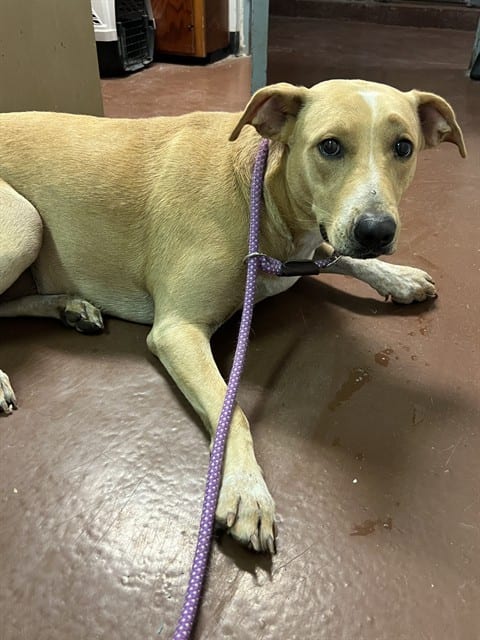 Photo of Darlin, adoptable dog