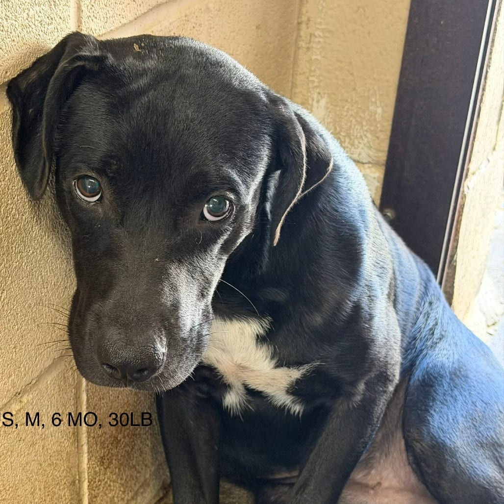 Photo of Pop Rocks, adoptable Terrier, American Pit Bull in Houston, Texas