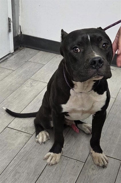 Photo of Jerry, adoptable Pit Bull Terrier in Lake Isabella, California