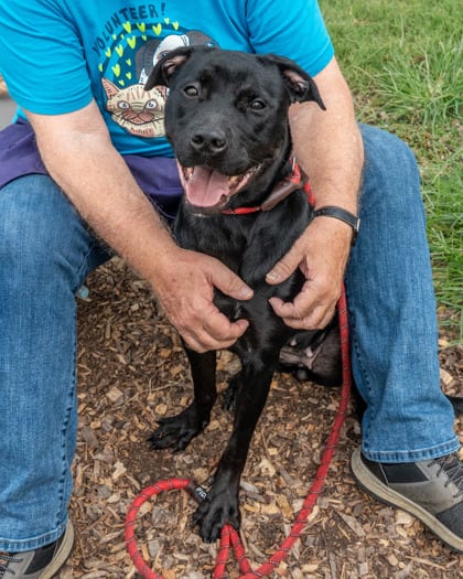 Photo of Intricacy, adoptable dog in Chamblee, Georgia
