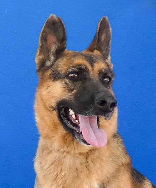 Photo of Lucy, adoptable German Shepherd Dog in Pasadena, California