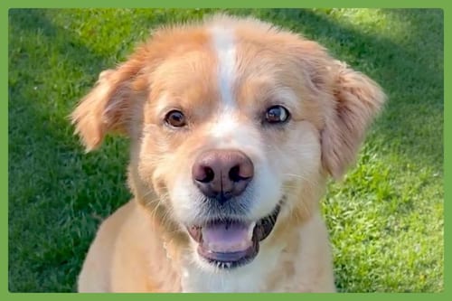 Photo of Sulley, adoptable Australian Shepherd in Amherst, Massachusetts
