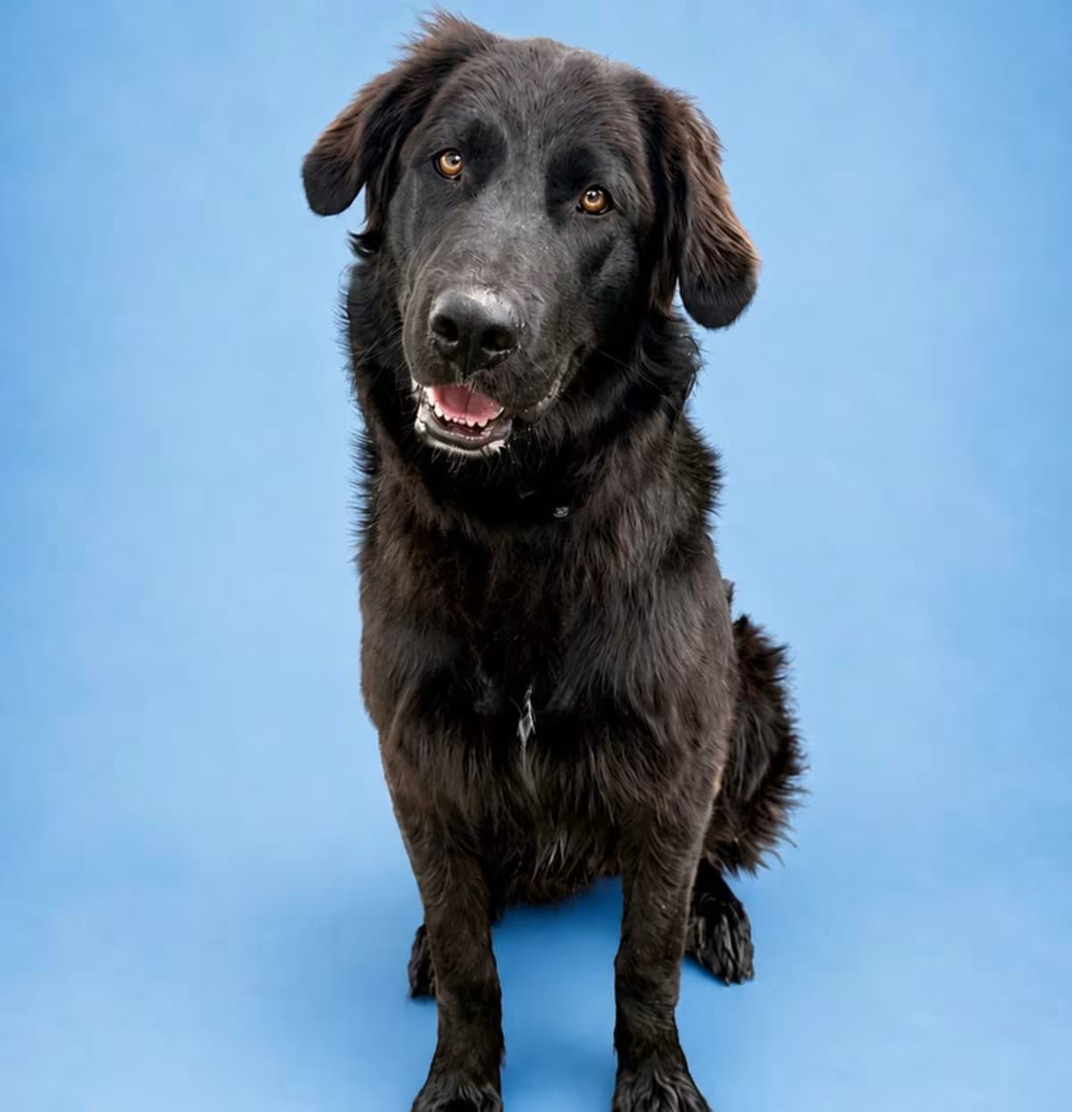 Photo of Shadow3, adoptable Golden Retriever/Labrador Retriever in Highlands Ranch, Colorado