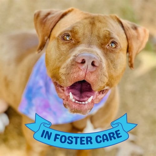 Photo of Geraldine, adoptable Labrador Retriever in Tallahassee, Florida