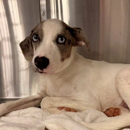 Photo of Fallon, adoptable Unknown breed in Rancho Santa Fe, California