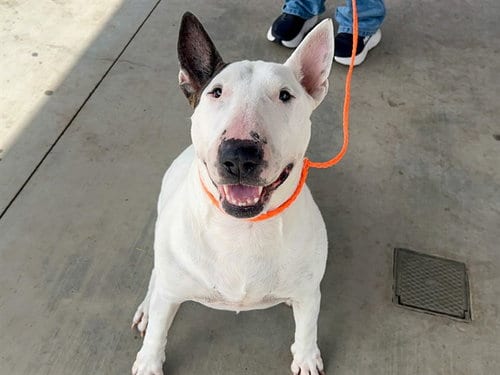 Photo of Norrie, adoptable Bull Terrier in Orange, California
