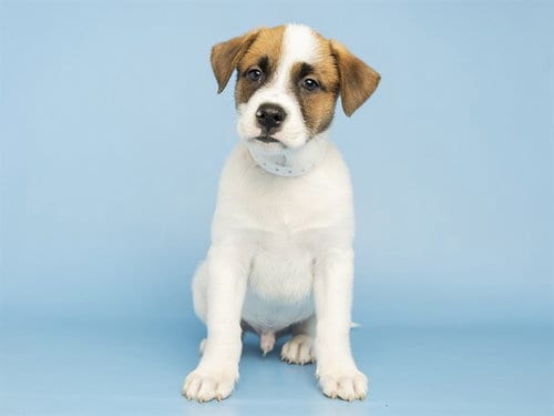 Photo of Harry, adoptable Australian Cattle Dog/Blue Heeler in Phoenix, Arizona