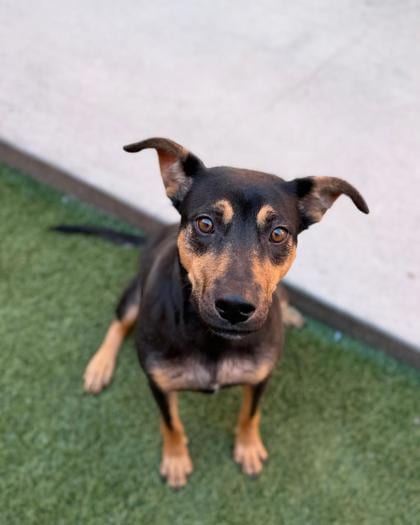 Photo of Heaven, adoptable dog in Farmington, New Mexico