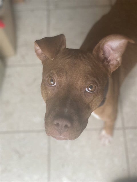 Photo of Desarae, adoptable Pit Bull Terrier in Forestville, Maryland