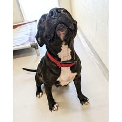 Photo of Mary Puppins, adoptable American Pit Bull Terrier in Texas City, Texas