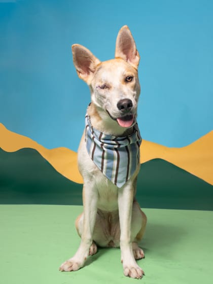 Photo of Kennedy, adoptable dog in Atlanta, Georgia
