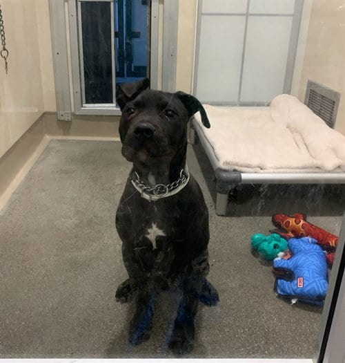 Photo of Deebo, adoptable American Pit Bull Terrier in Berkeley, California