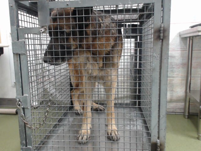 Photo of Senior German Shepherd Dog, adoptable German Shepherd Dog in Devore, California