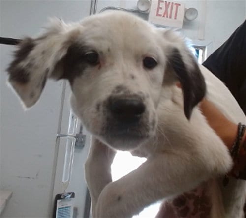 Photo of Lance, adoptable Pit Bull Terrier in San Bernardino, California