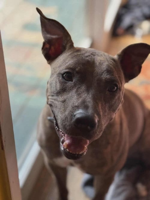 Photo of Alfalfa, adoptable Unknown breed (short coat) in Aurora, Colorado